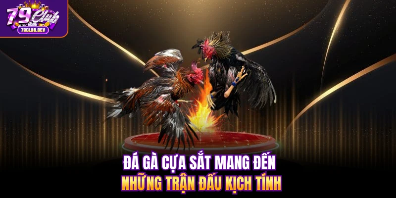 Đá gà cựa sắt mang đến những trận đấu kịch tính