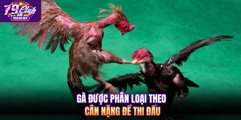 Gà được phân loại theo cân nặng để thi đấu