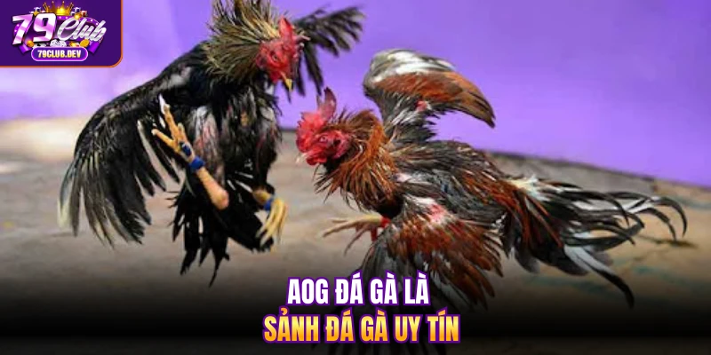 AOG đá gà là sảnh đá gà uy tín