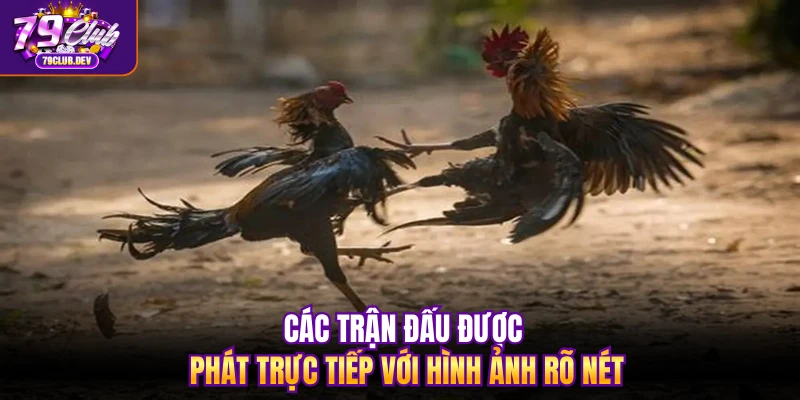 Các trận đấu được phát trực tiếp với hình ảnh rõ nét