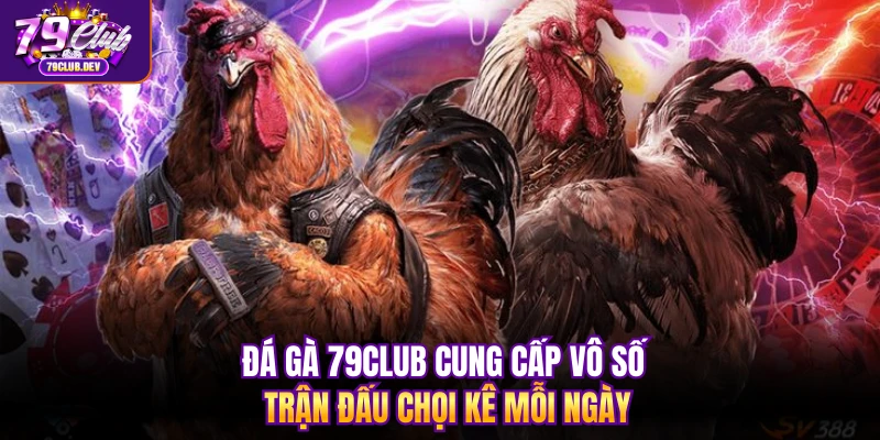 Đá gà 79club cung cấp vô số trận đấu chọi kê mỗi ngày