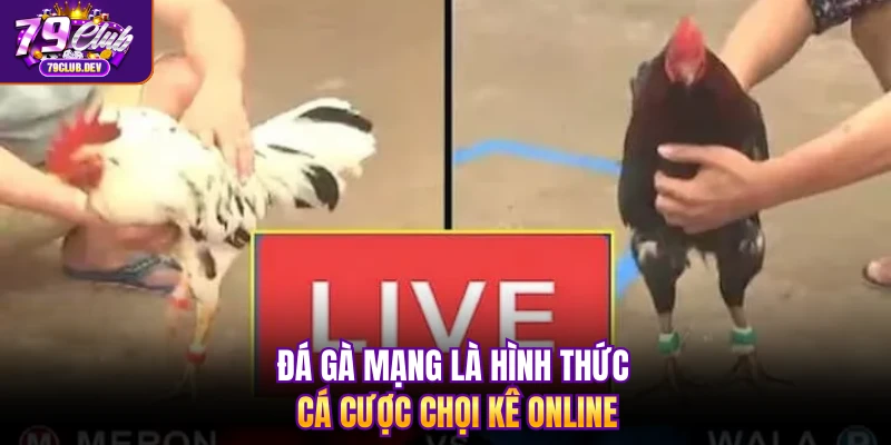 Đá gà mạng là hình thức cá cược chọi kê online Đá gà mạng là hình thức cá cược chọi kê online